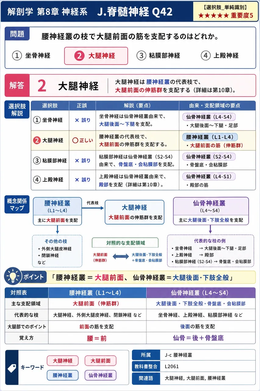腰神経叢の枝で大腿前面の筋を支配するのはどれか。 解説図