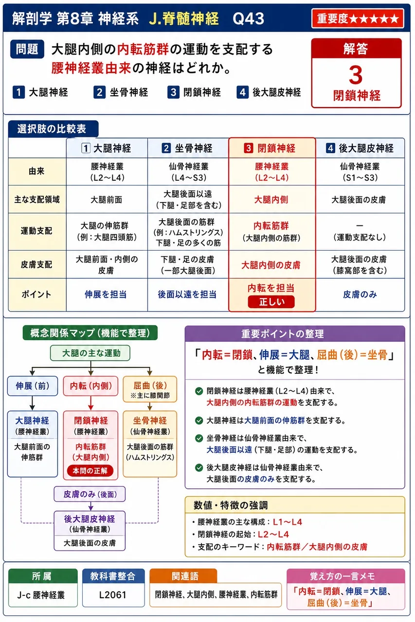 大腿内側の内転筋群の運動を支配する腰神経叢由来の神経はどれか。 解説図