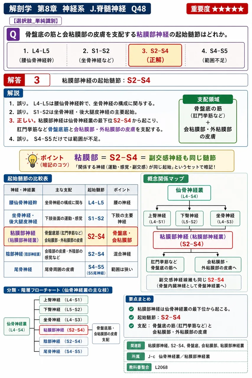 骨盤底の筋と会陰部の皮膚を支配する陰部神経の起始髄節はどれか。 解説図
