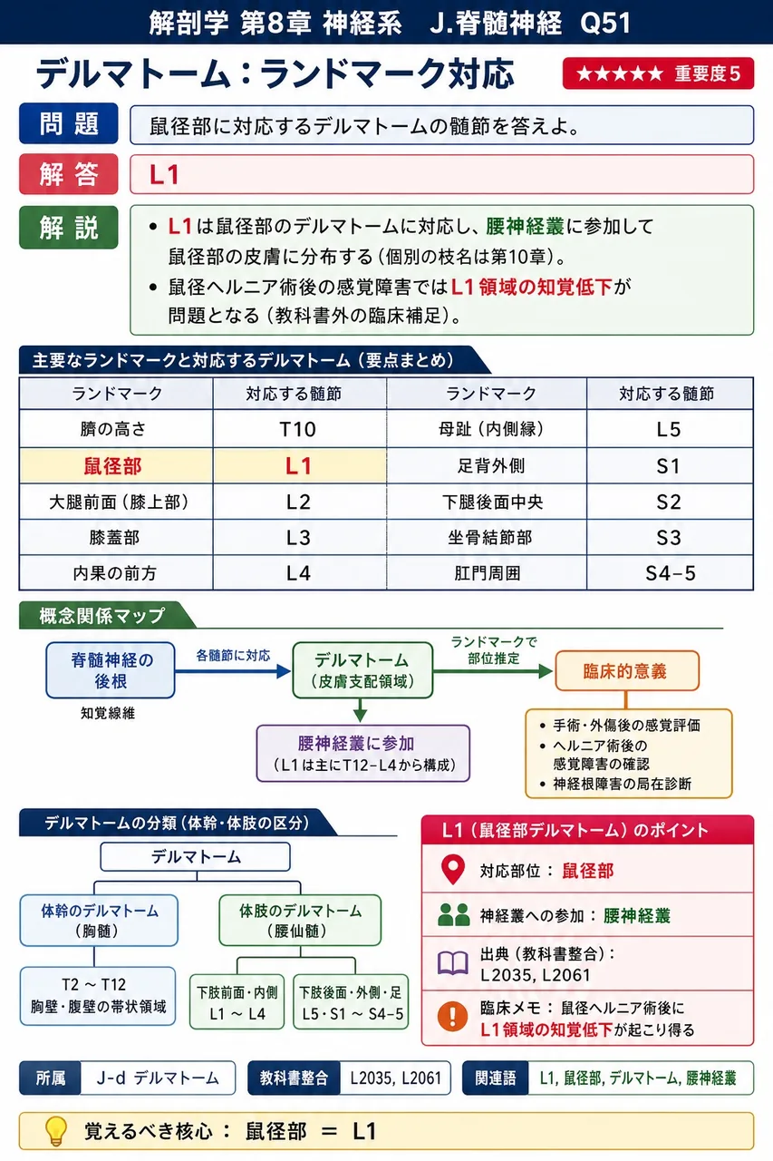 鼠径部に対応するデルマトームの髄節を答えよ。 解説図