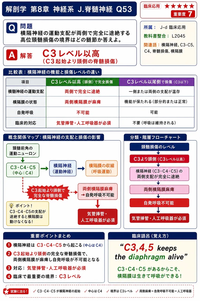 横隔神経の運動支配が両側で完全に途絶する高位頸髄損傷の境界はどの髄節か答えよ。 解説図