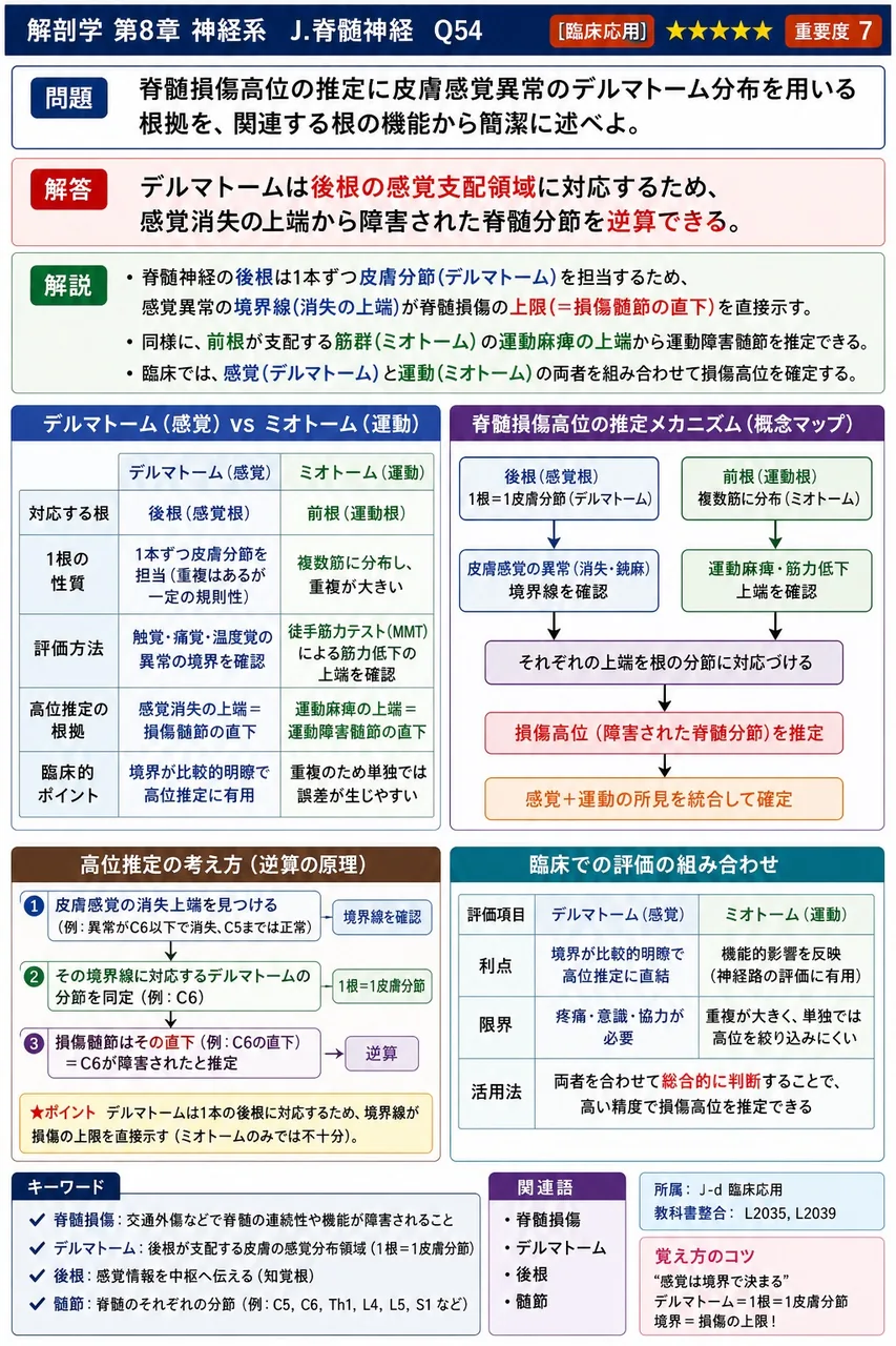 脊髄損傷高位の推定に皮膚感覚異常のデルマトーム分布を用いる根拠を、関連する根の機能から簡潔に述べよ。 解説図