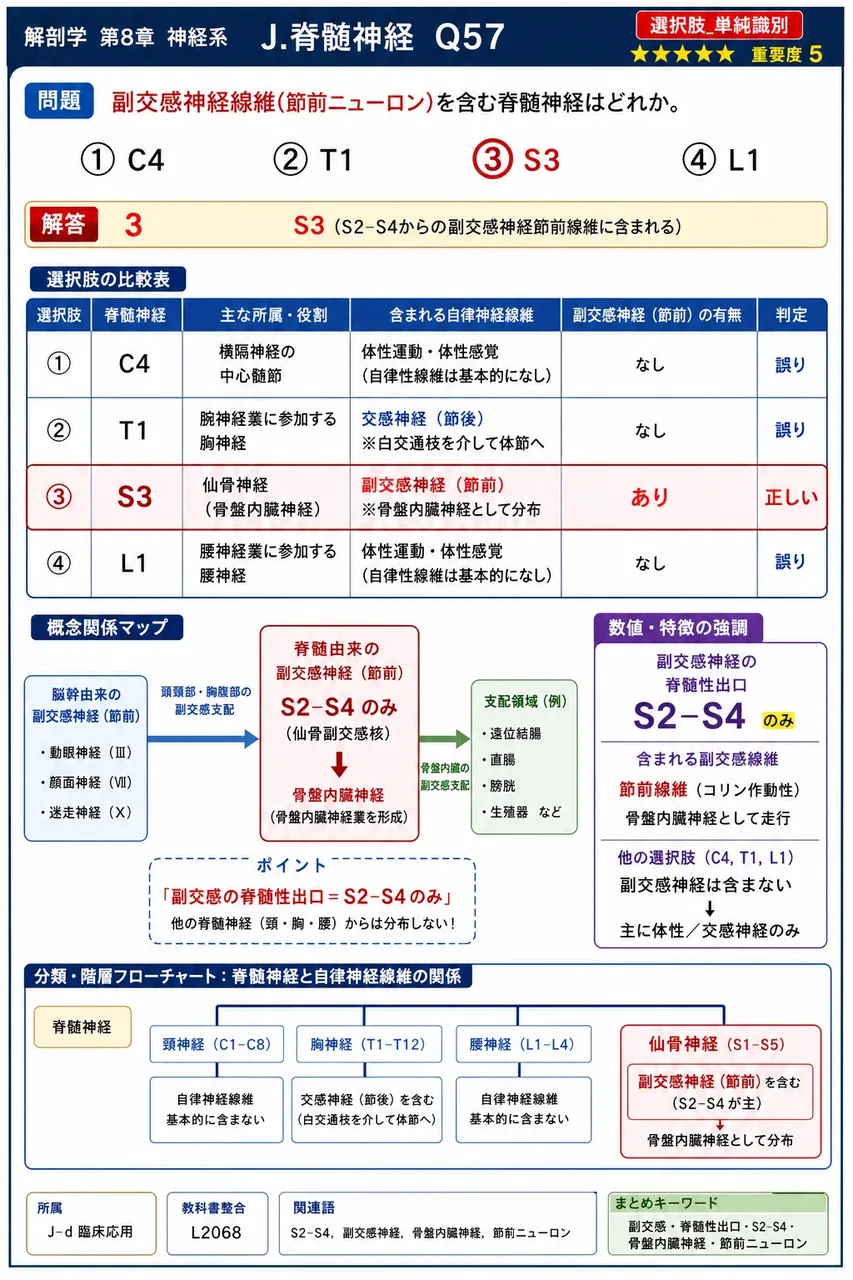 副交感神経線維(節前ニューロン)を含む脊髄神経はどれか。 解説図