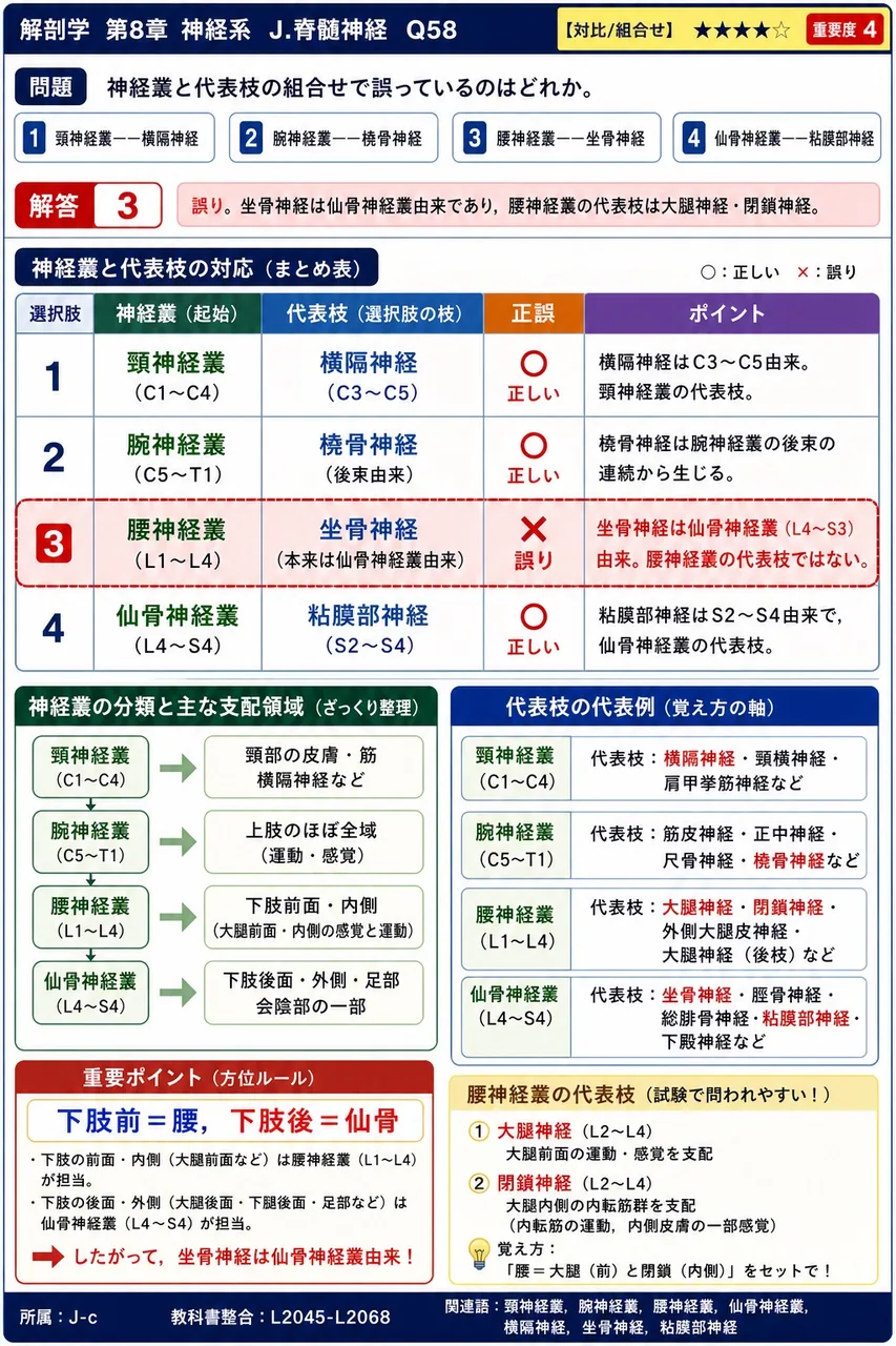 神経叢と代表枝の組合せで誤っているのはどれか。 解説図