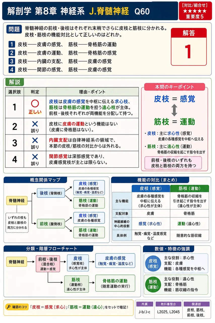 脊髄神経の前枝・後枝はそれぞれ末梢でさらに皮枝と筋枝に分かれる。皮枝・筋枝の機能対比として正しいのはどれか。 解説図