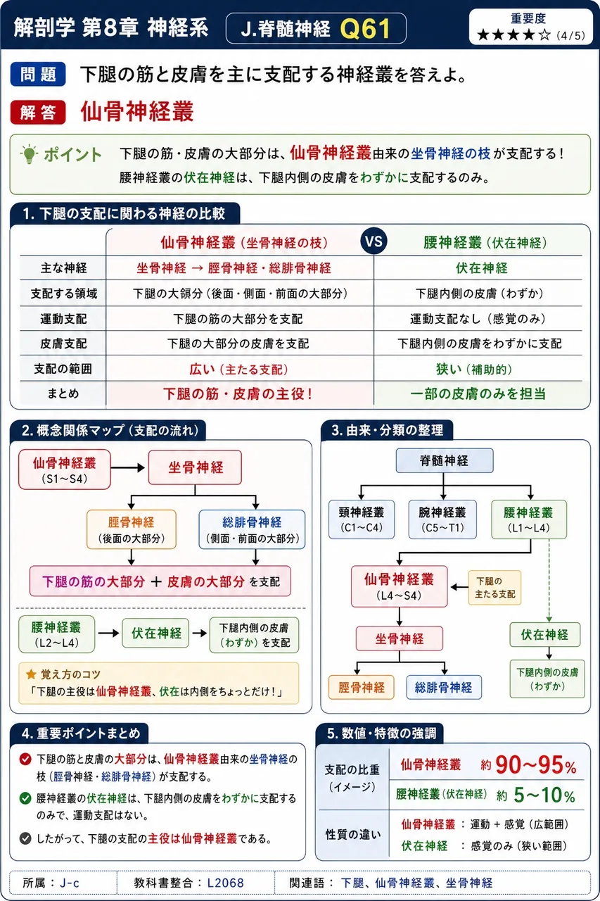下腿の筋と皮膚を主に支配する神経叢を答えよ。 解説図