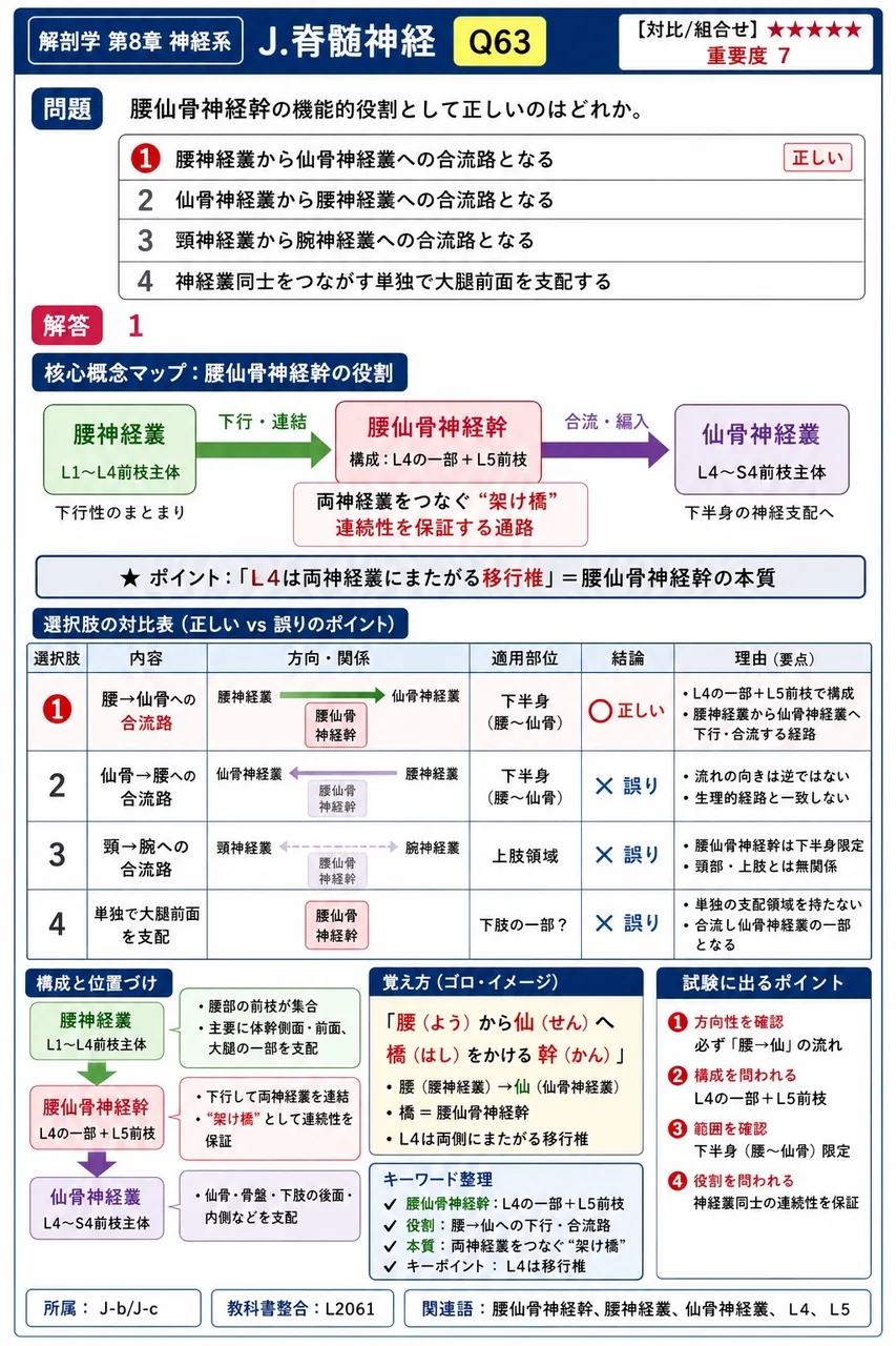 腰仙骨神経幹の機能的役割として正しいのはどれか。 解説図