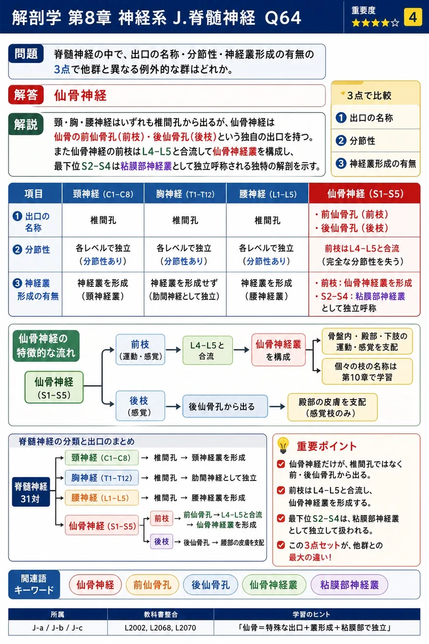 脊髄神経の中で、出口の名称・分節性・神経叢形成の有無の3点で他群と異なる例外的な群はどれか。 解説図