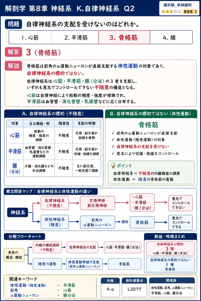 自律神経系の支配を受けないのはどれか。 解説図