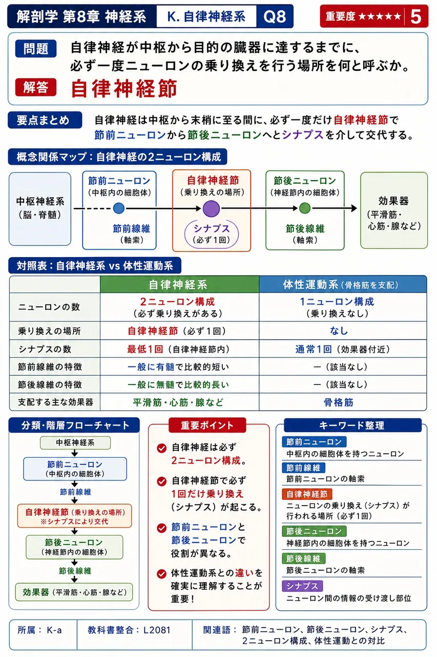 自律神経が中枢から目的の臓器に達するまでに、必ず一度ニューロンの乗り換えを行う場所を何と呼ぶか。 解説図