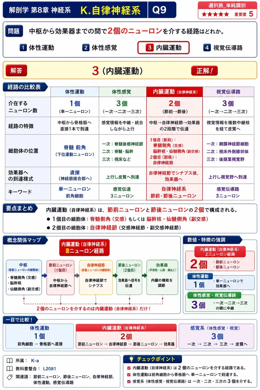 中枢から効果器までの間で2個のニューロンを介する経路はどれか。 解説図