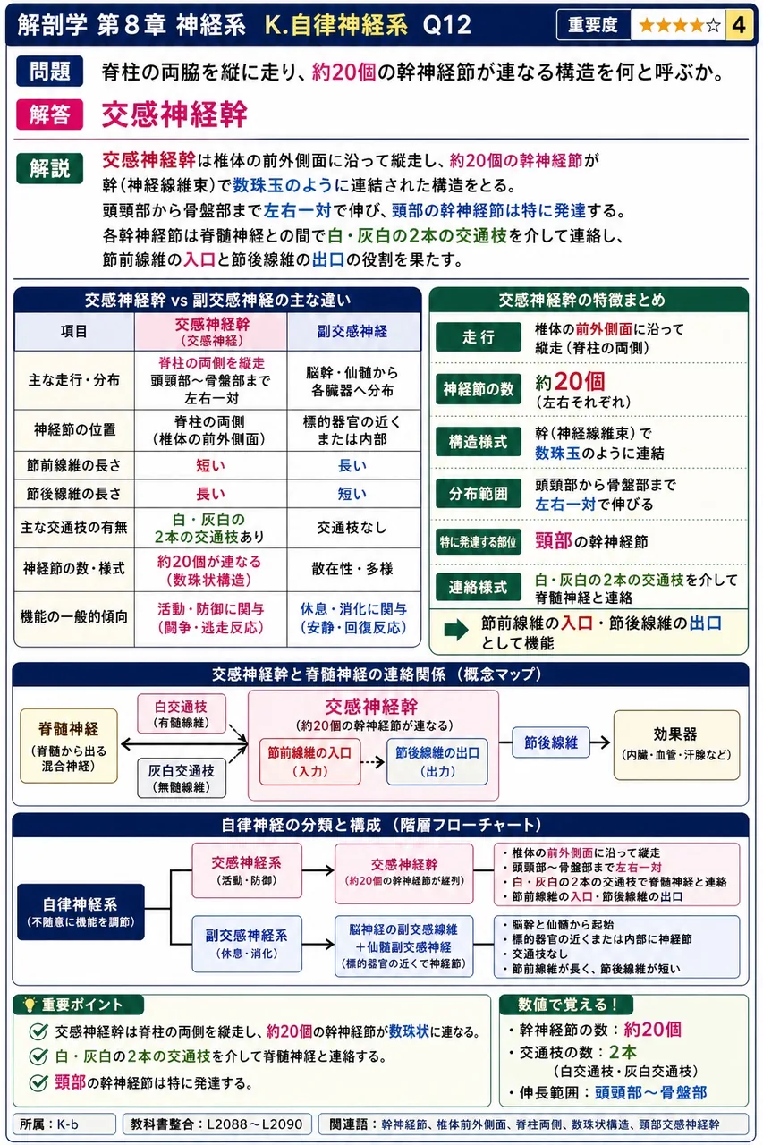 脊柱の両脇を縦に走り、約20個の幹神経節が連なる構造を何と呼ぶか。 解説図
