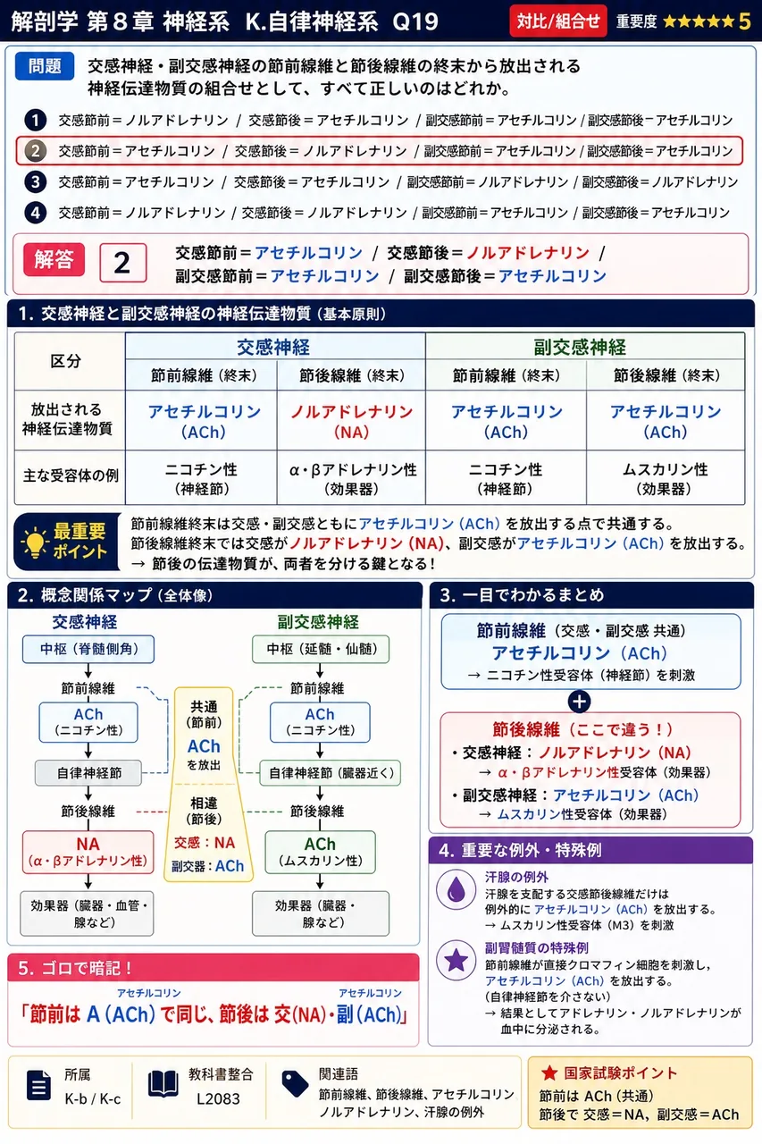 交感神経・副交感神経の節前線維と節後線維の終末から放出される神経伝達物質の組合せとして、すべて正しいのはどれか。 解説図