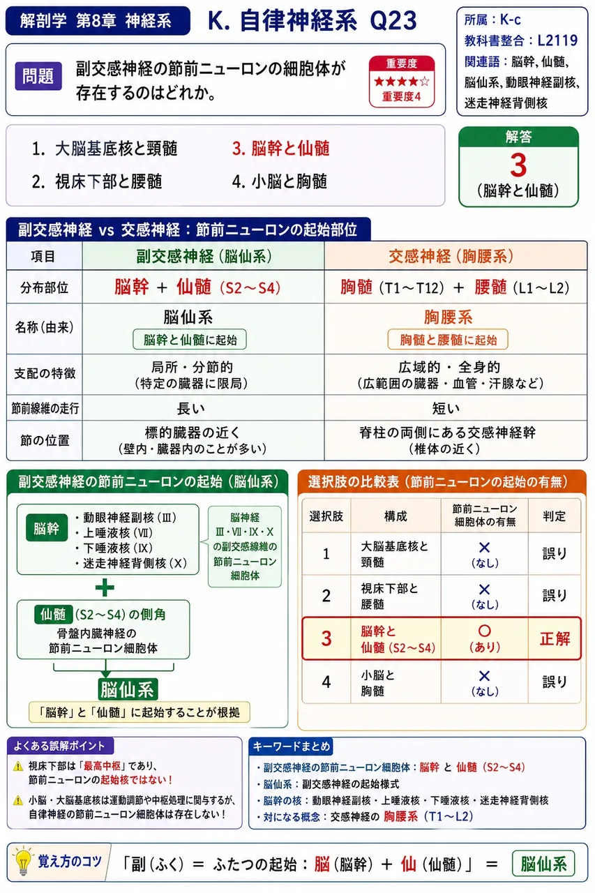 副交感神経の節前ニューロンの細胞体が存在するのはどれか。 解説図