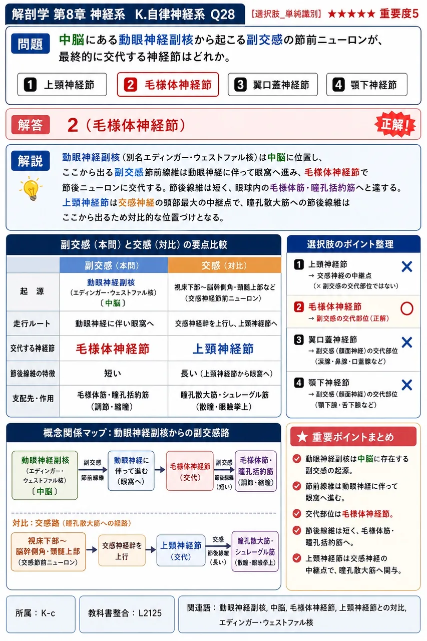 中脳にある動眼神経副核から起こる副交感の節前ニューロンが、最終的に交代する神経節はどれか。 解説図