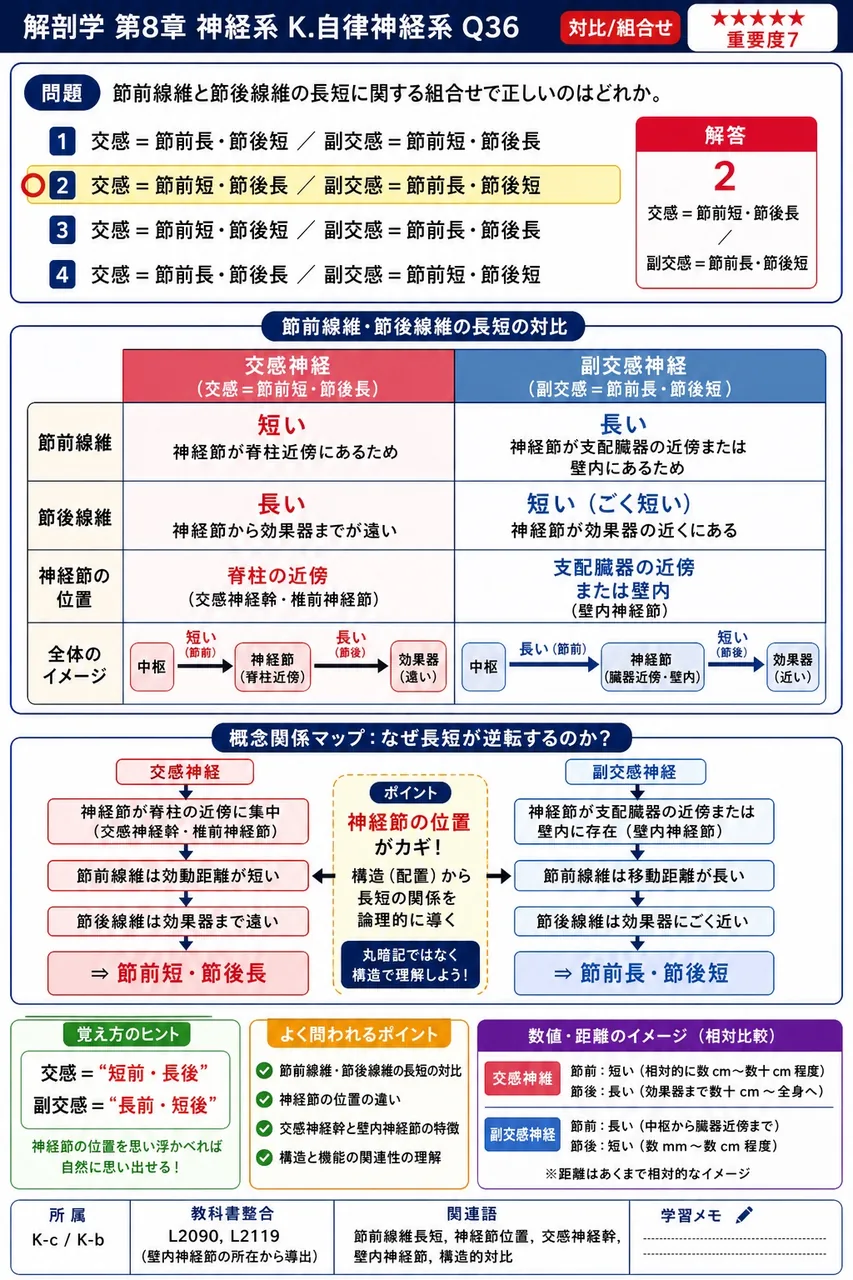 節前線維と節後線維の長短に関する組合せで正しいのはどれか。 解説図