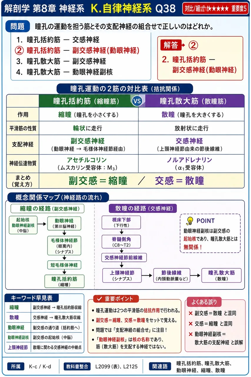 瞳孔の運動を担う筋とその支配神経の組合せで正しいのはどれか。 解説図