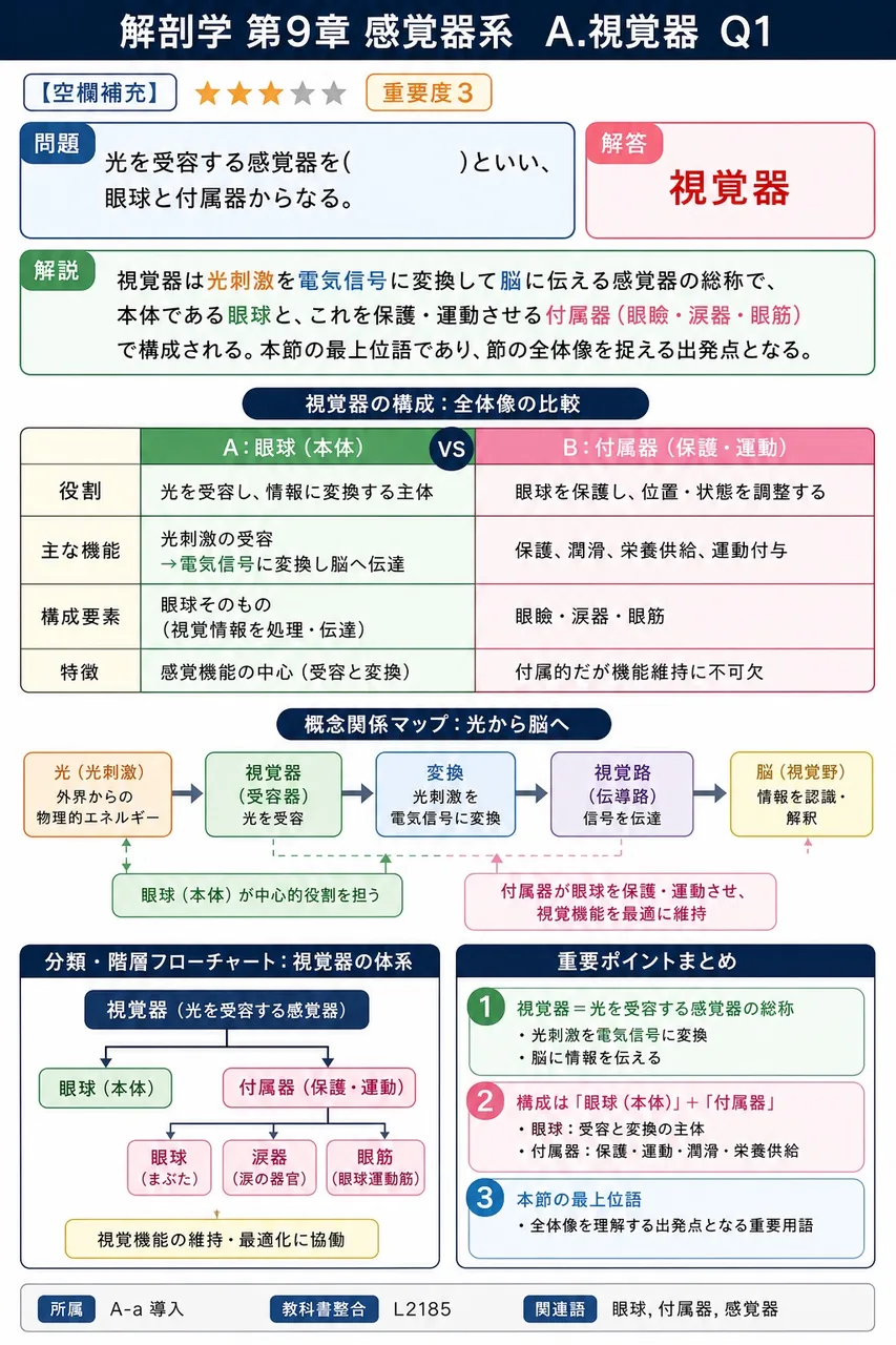 光を受容する感覚器を( )といい、眼球と付属器からなる。 解説図
