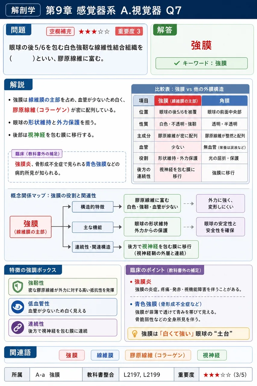 眼球の後5/6を包む白色強靭な線維性結合組織を( )といい、膠原線維に富む。 解説図