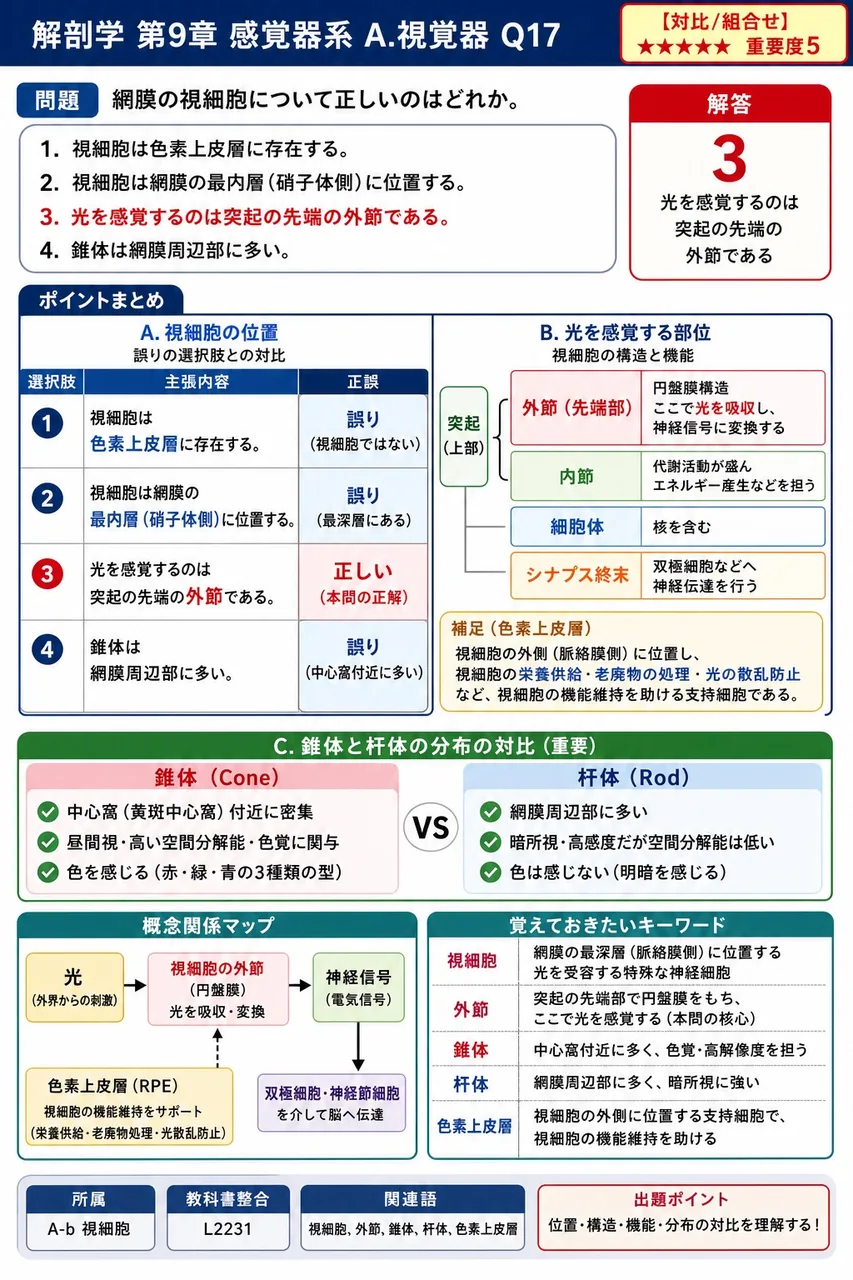網膜の視細胞について正しいのはどれか。 解説図