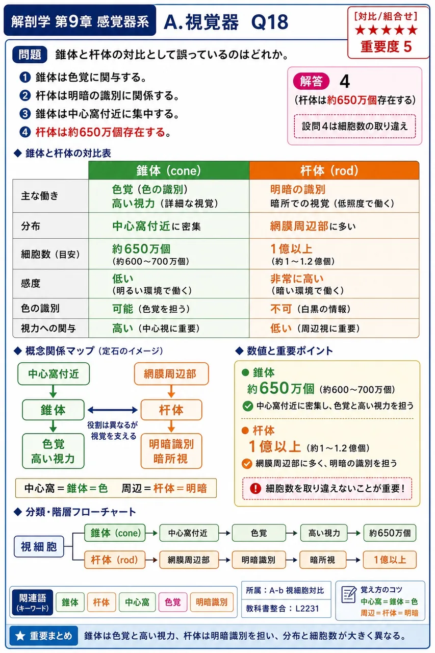 錐体と杆体の対比として誤っているのはどれか。 解説図