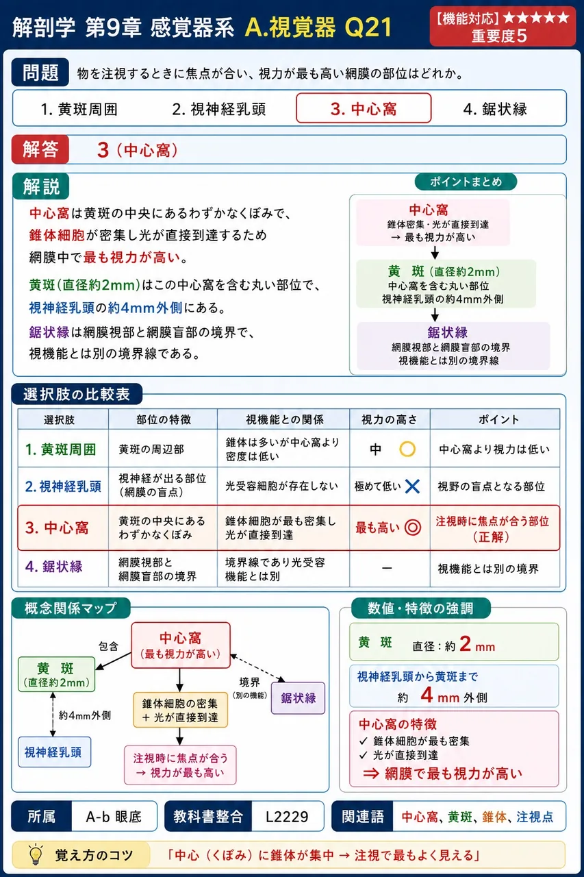 物を注視するときに焦点が合い、視力が最も高い網膜の部位はどれか。 解説図