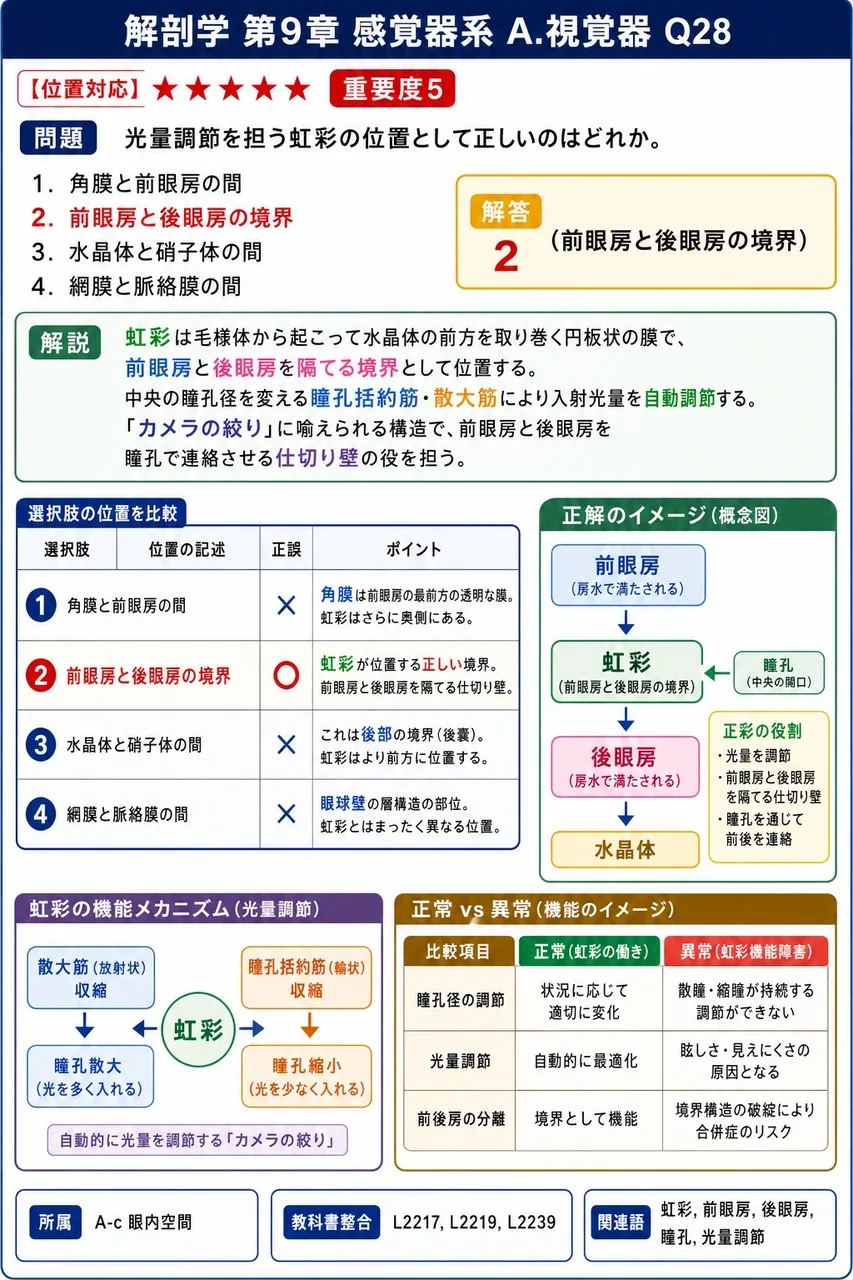 光量調節を担う虹彩の位置として正しいのはどれか。 解説図