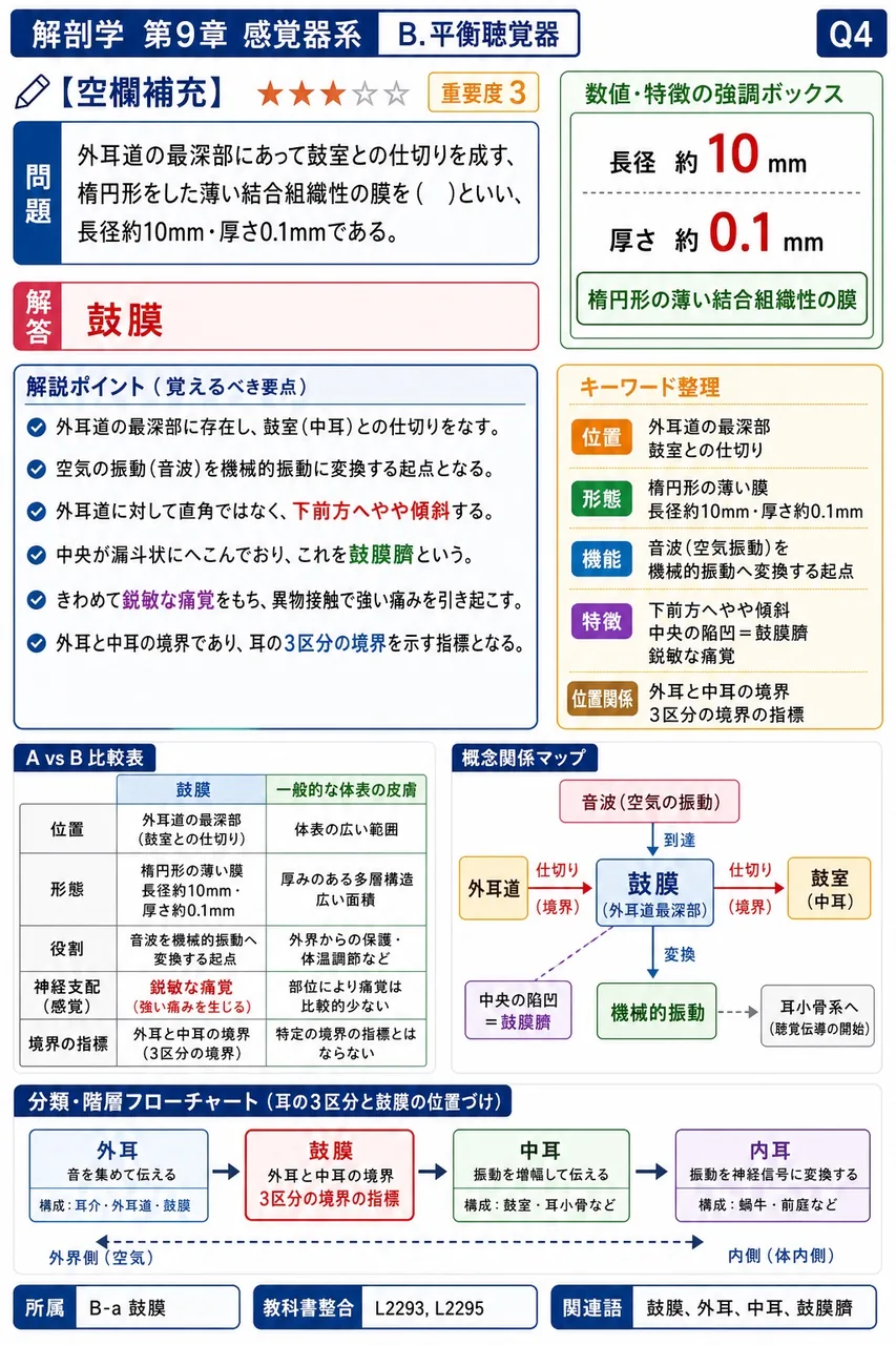 外耳道の最深部にあって鼓室との仕切りを成す、楕円形をした薄い結合組織性の膜を( )といい、長径約10mm・厚さ0.1mmである。 解説図