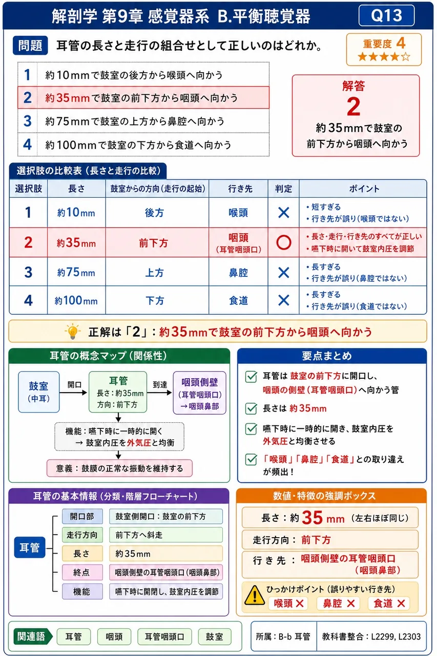 耳管の長さと走行の組合せとして正しいのはどれか。 解説図