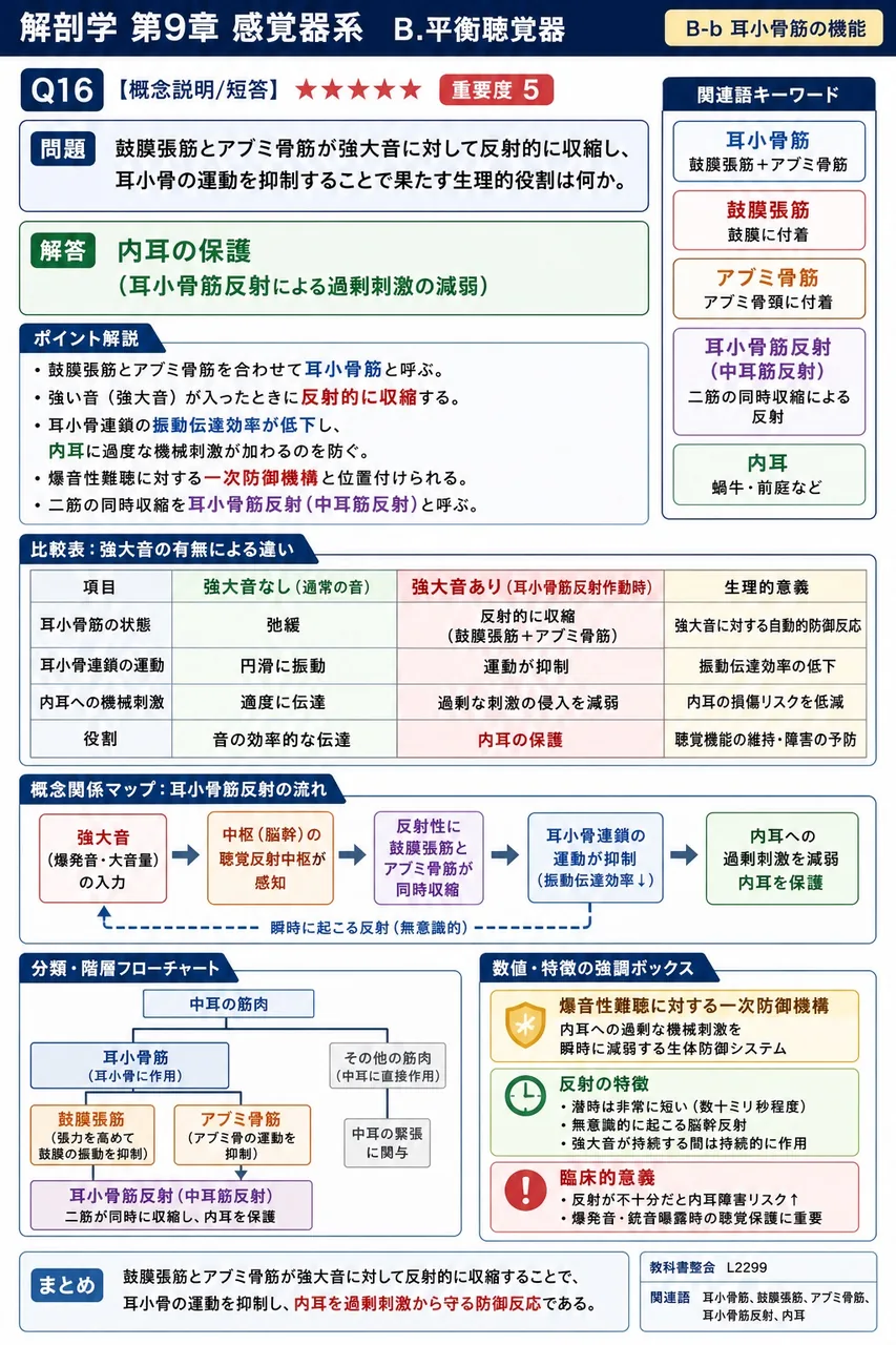 鼓膜張筋とアブミ骨筋が強大音に対して反射的に収縮し、耳小骨の運動を抑制することで果たす生理的役割は何か。 解説図