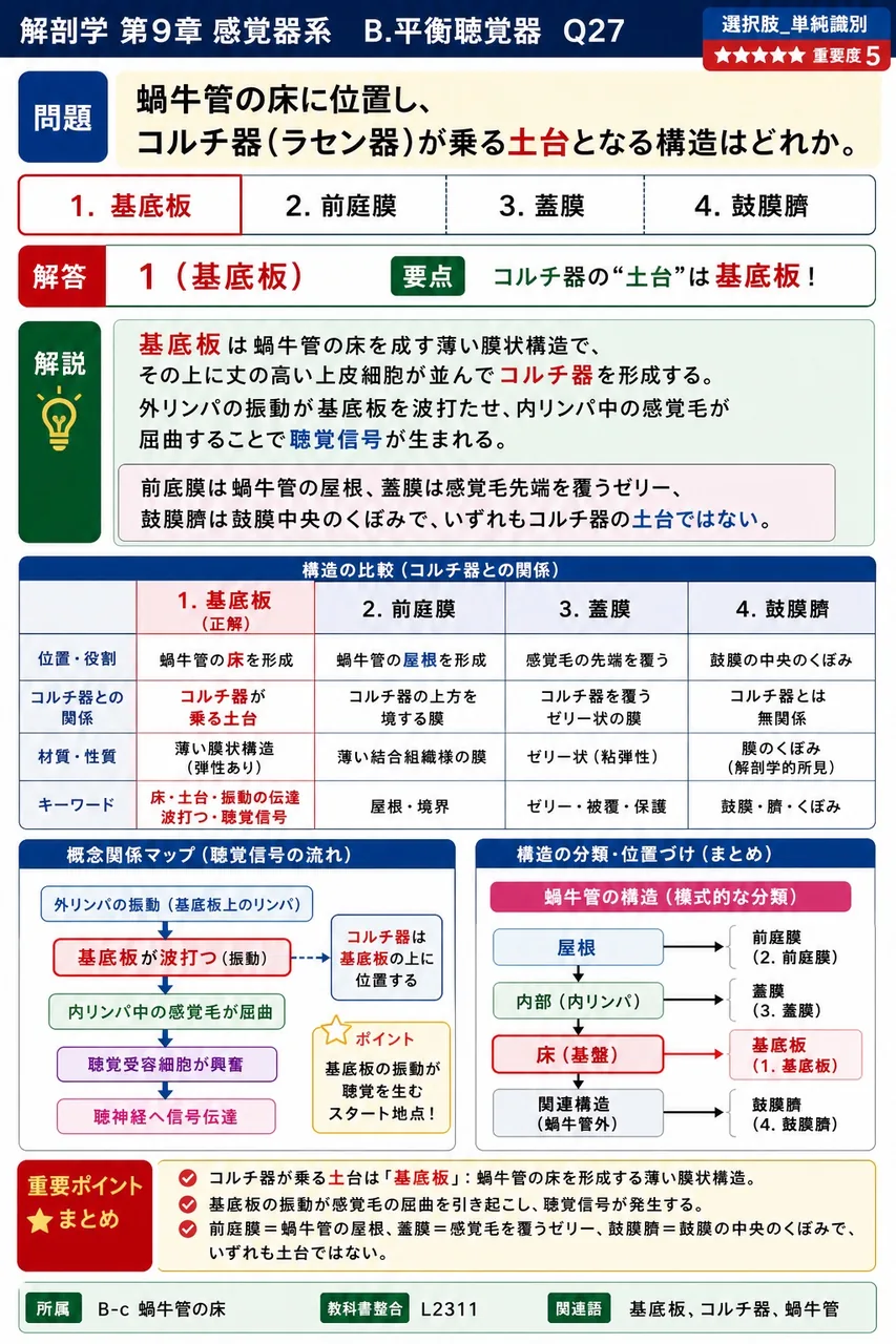 蝸牛管の床に位置し、コルチ器(ラセン器)が乗る土台となる構造はどれか。 解説図