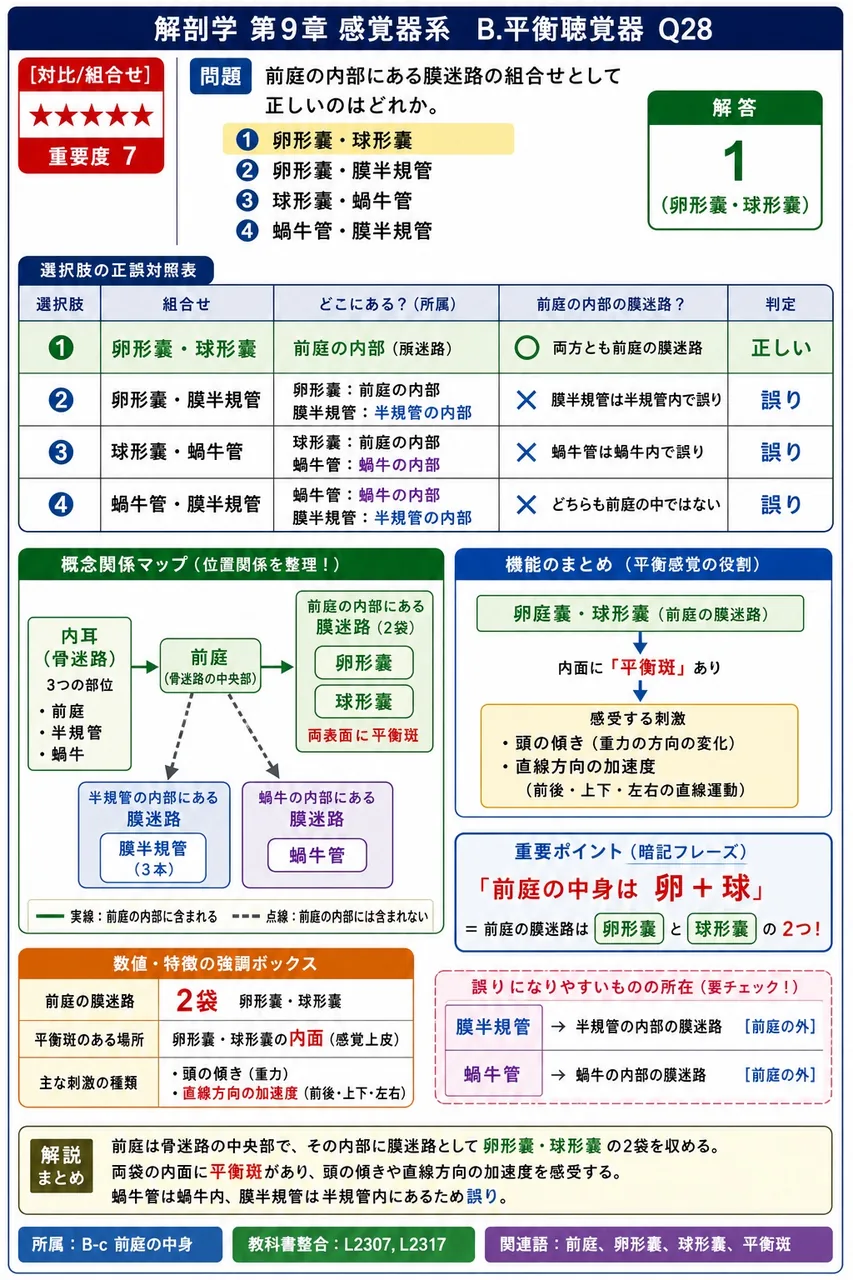 前庭の内部にある膜迷路の組合せとして正しいのはどれか。 解説図