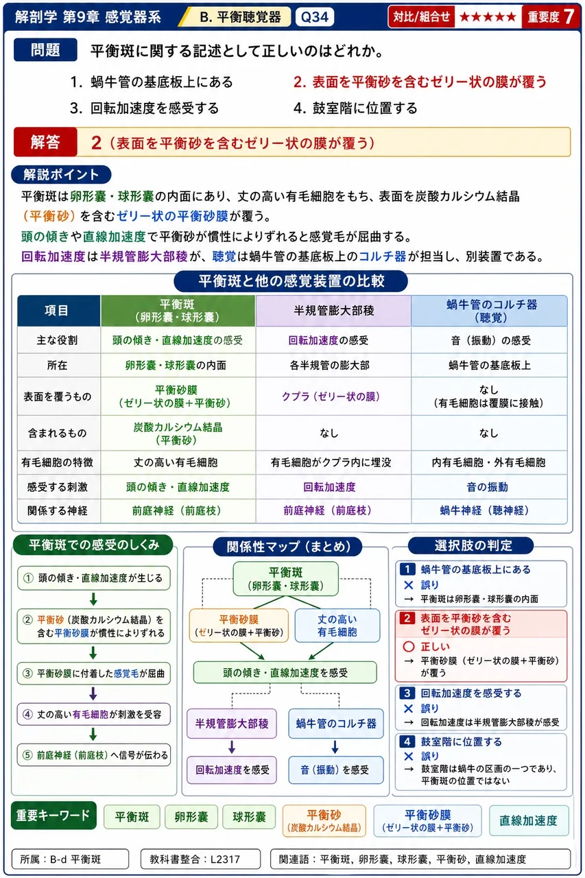 平衡斑に関する記述として正しいのはどれか。 解説図