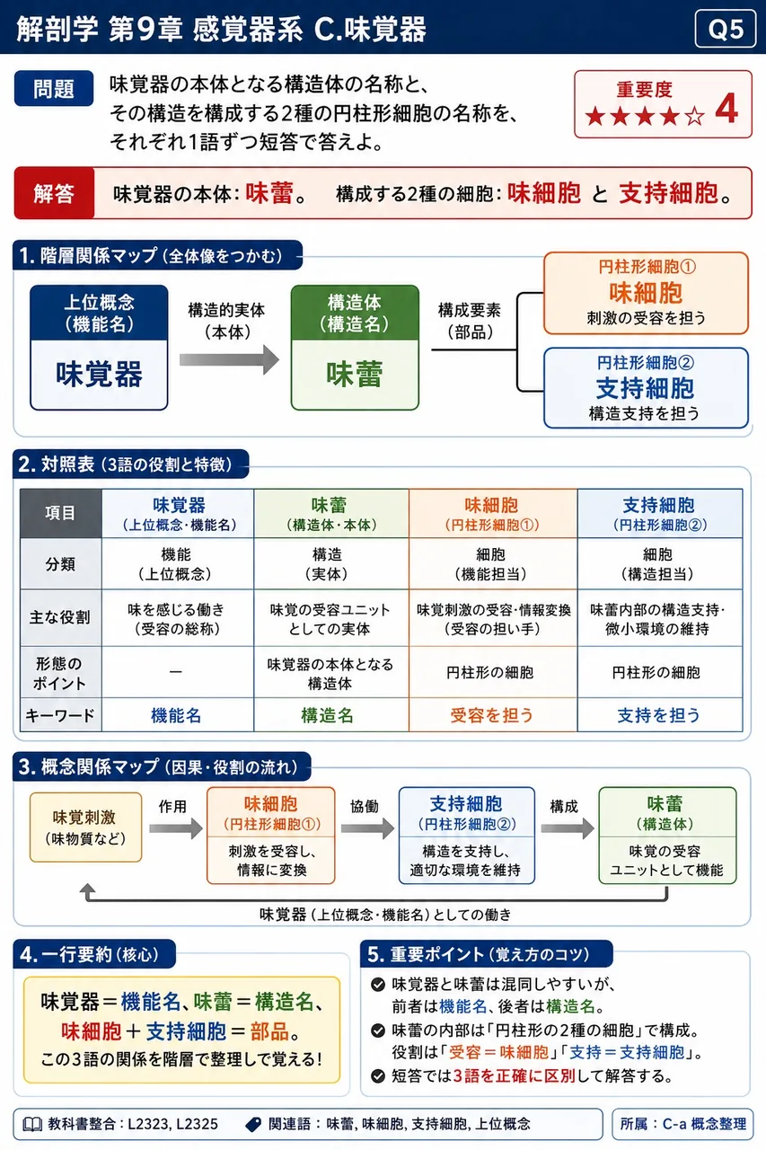 味覚器の本体となる構造体の名称と、その構造を構成する2種の円柱形細胞の名称を、それぞれ1語ずつ短答で答えよ。 解説図
