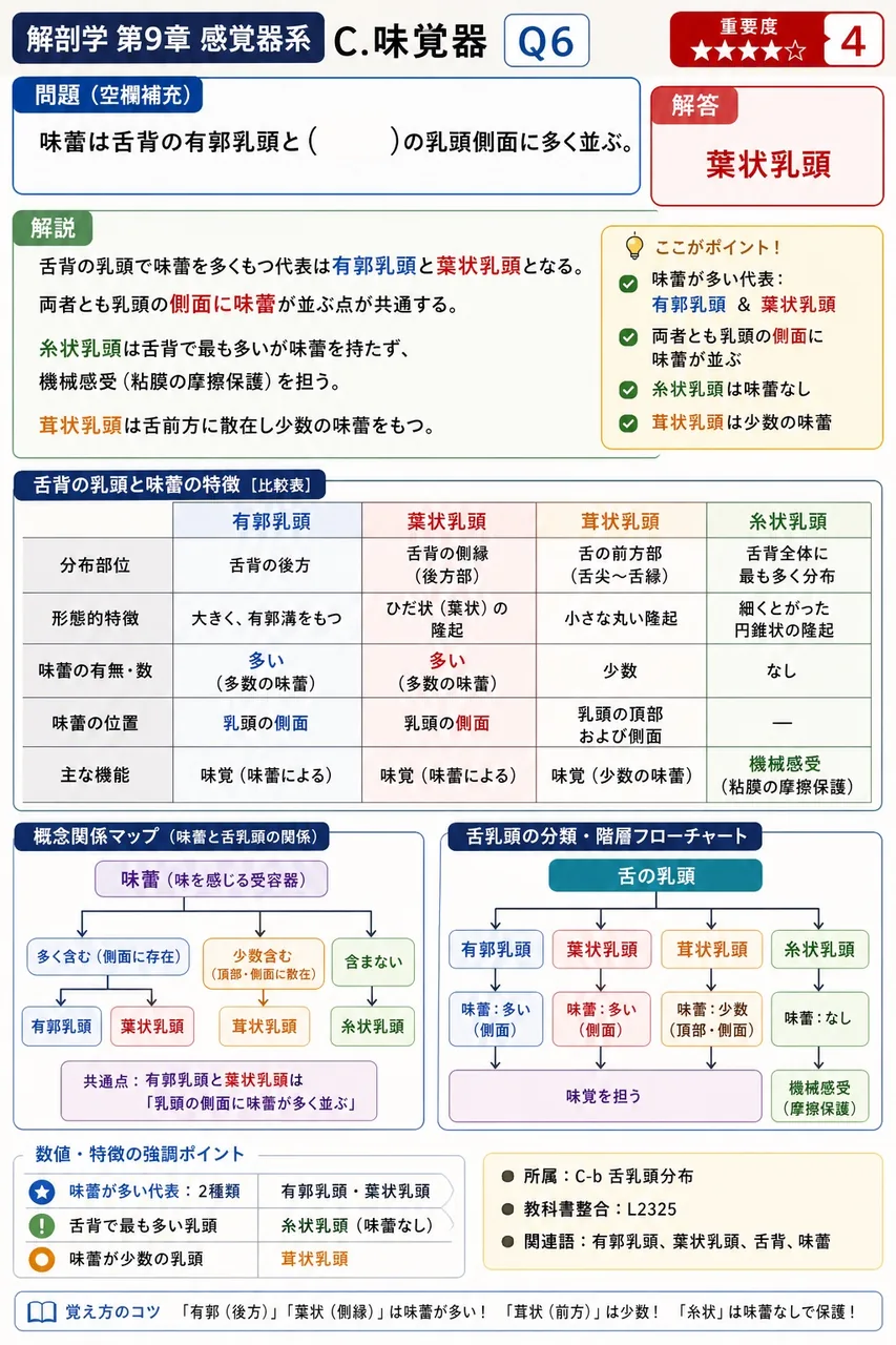 味蕾は舌背の有郭乳頭と( )の乳頭側面に多く並ぶ。 解説図