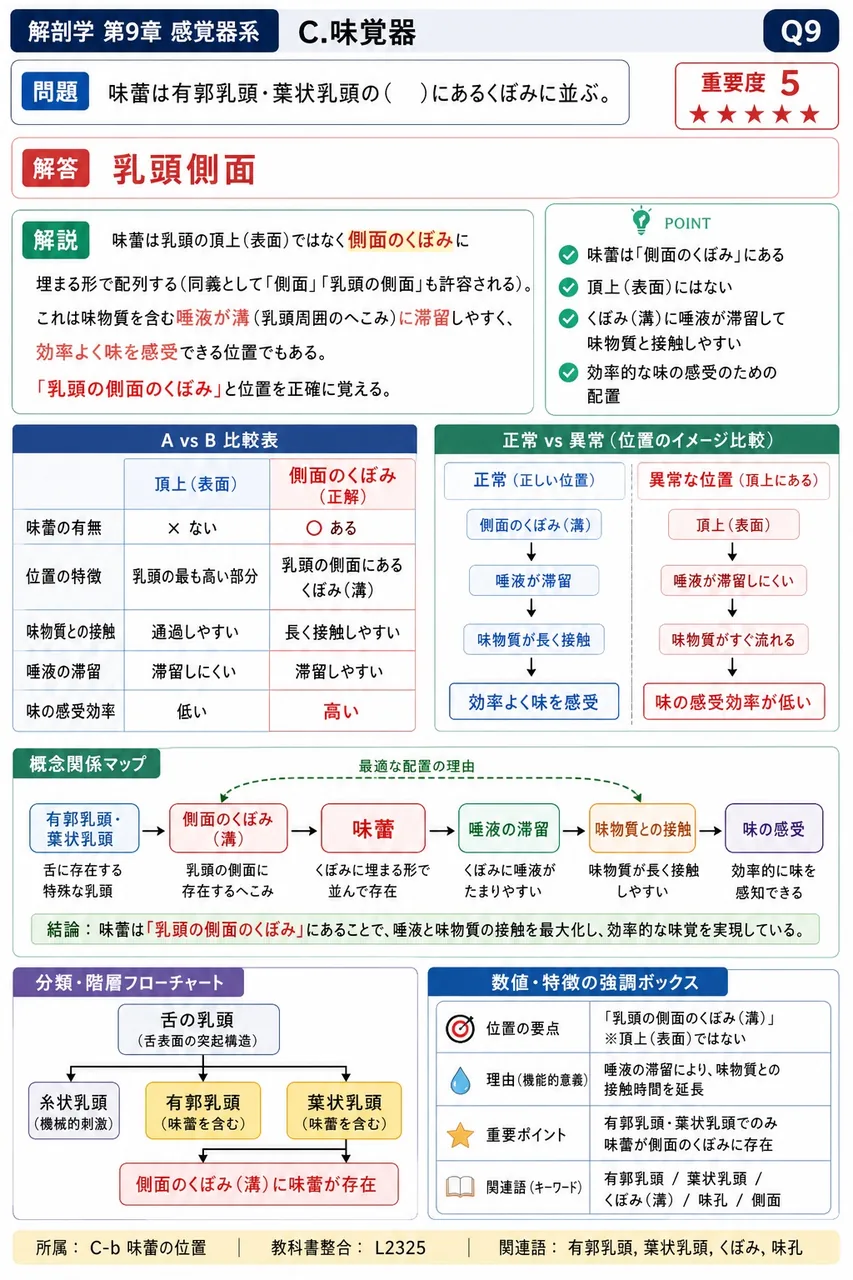 味蕾は有郭乳頭・葉状乳頭の( )にあるくぼみに並ぶ。 解説図