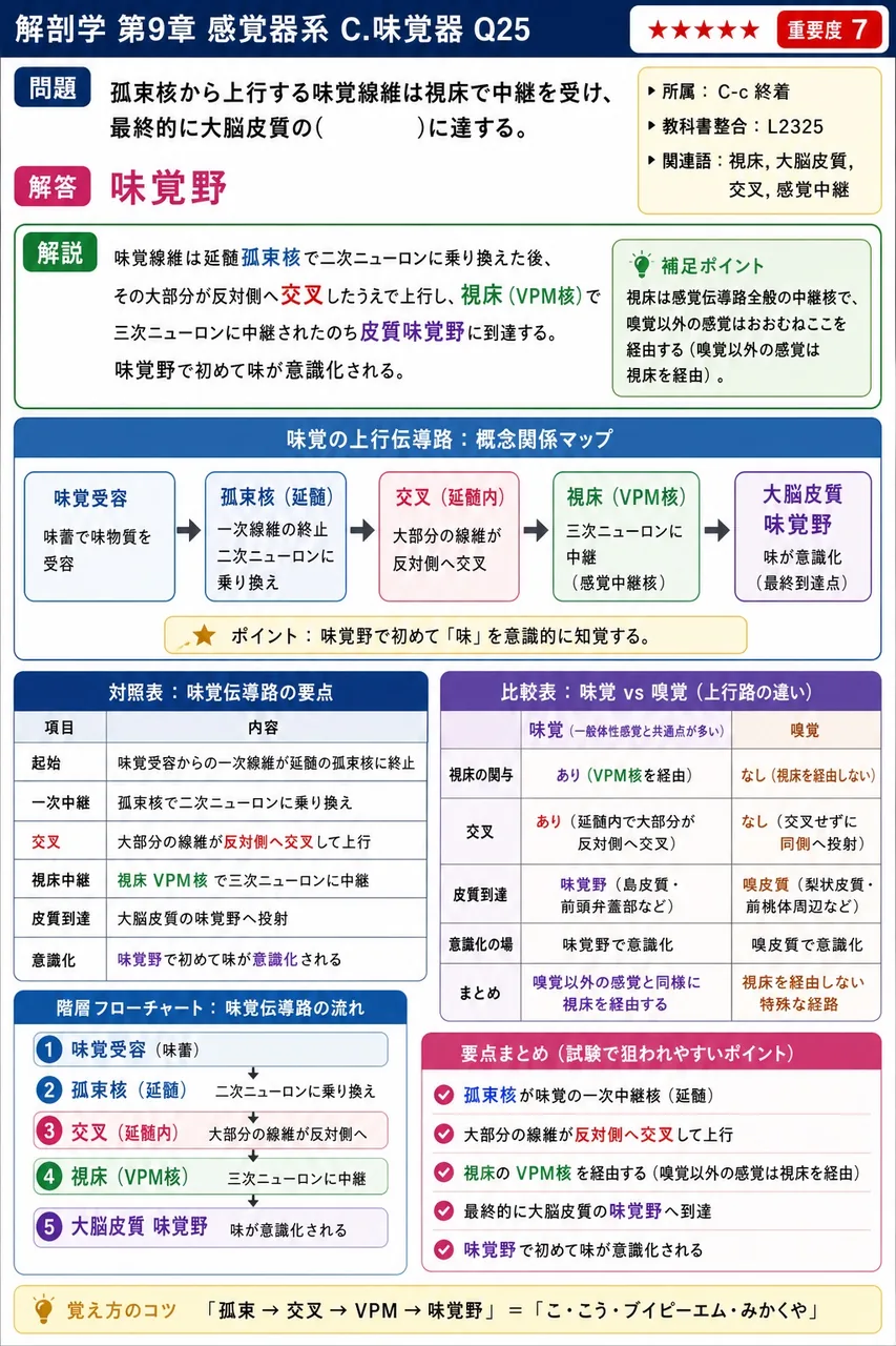 孤束核から上行する味覚線維は視床で中継を受け、最終的に大脳皮質の( )に達する。 解説図