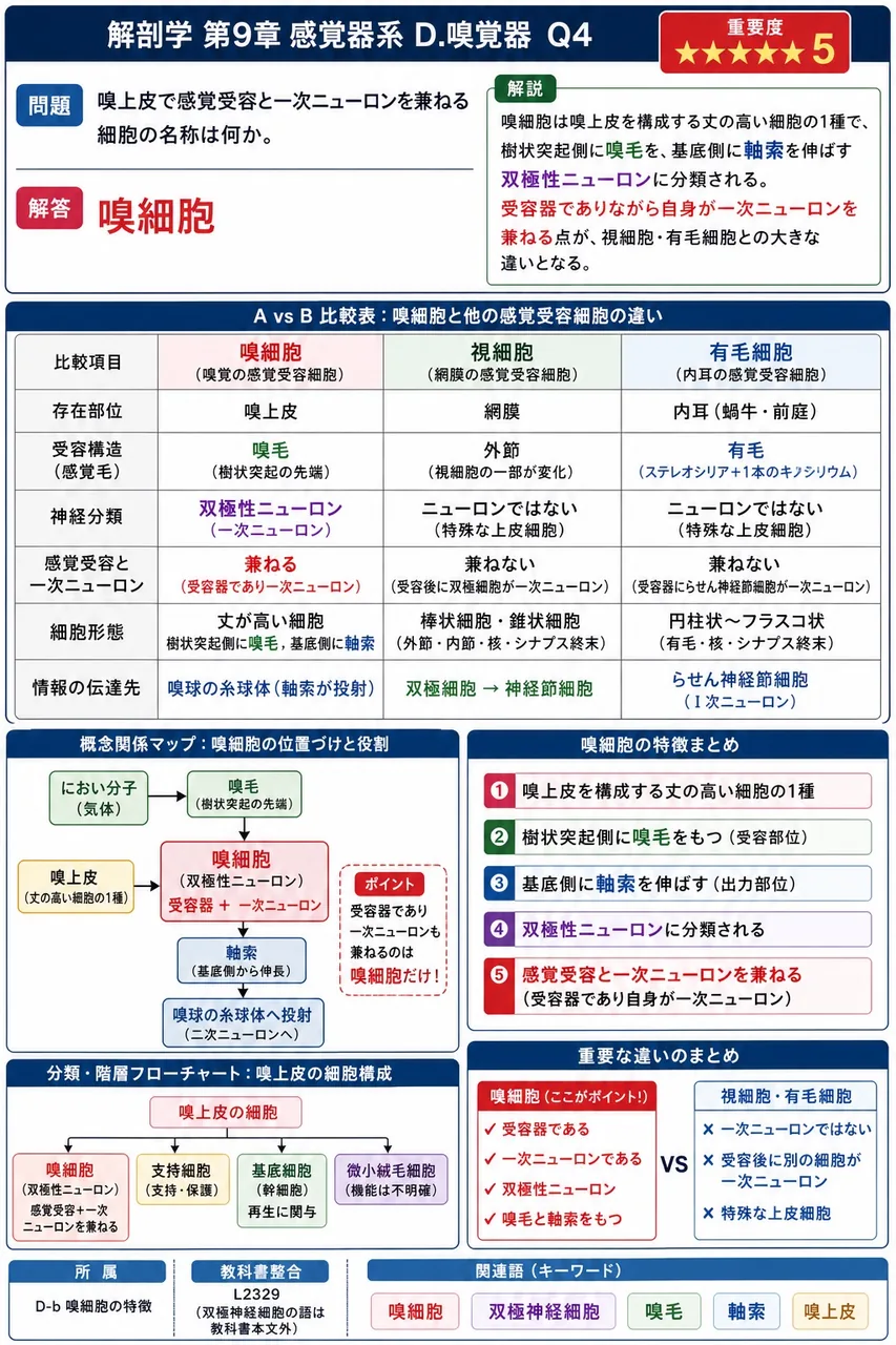 嗅上皮で感覚受容と一次ニューロンを兼ねる細胞の名称は何か。 解説図