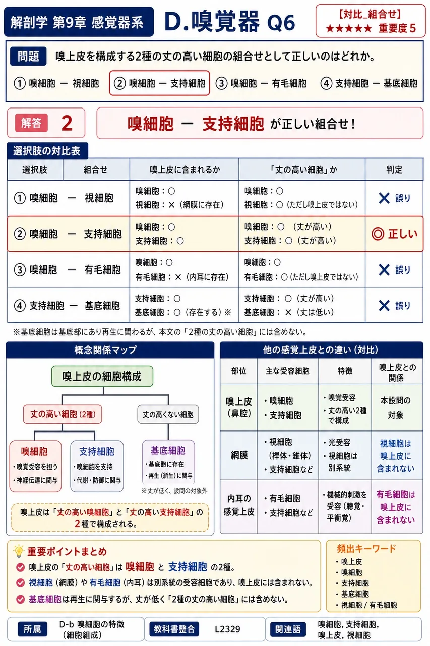 嗅上皮を構成する2種の丈の高い細胞の組合せとして正しいのはどれか。 解説図