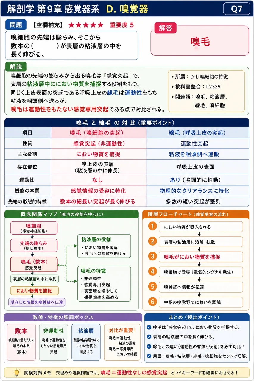 嗅細胞の先端は膨らみ、そこから数本の( )が表層の粘液層の中を長く伸びる。 解説図