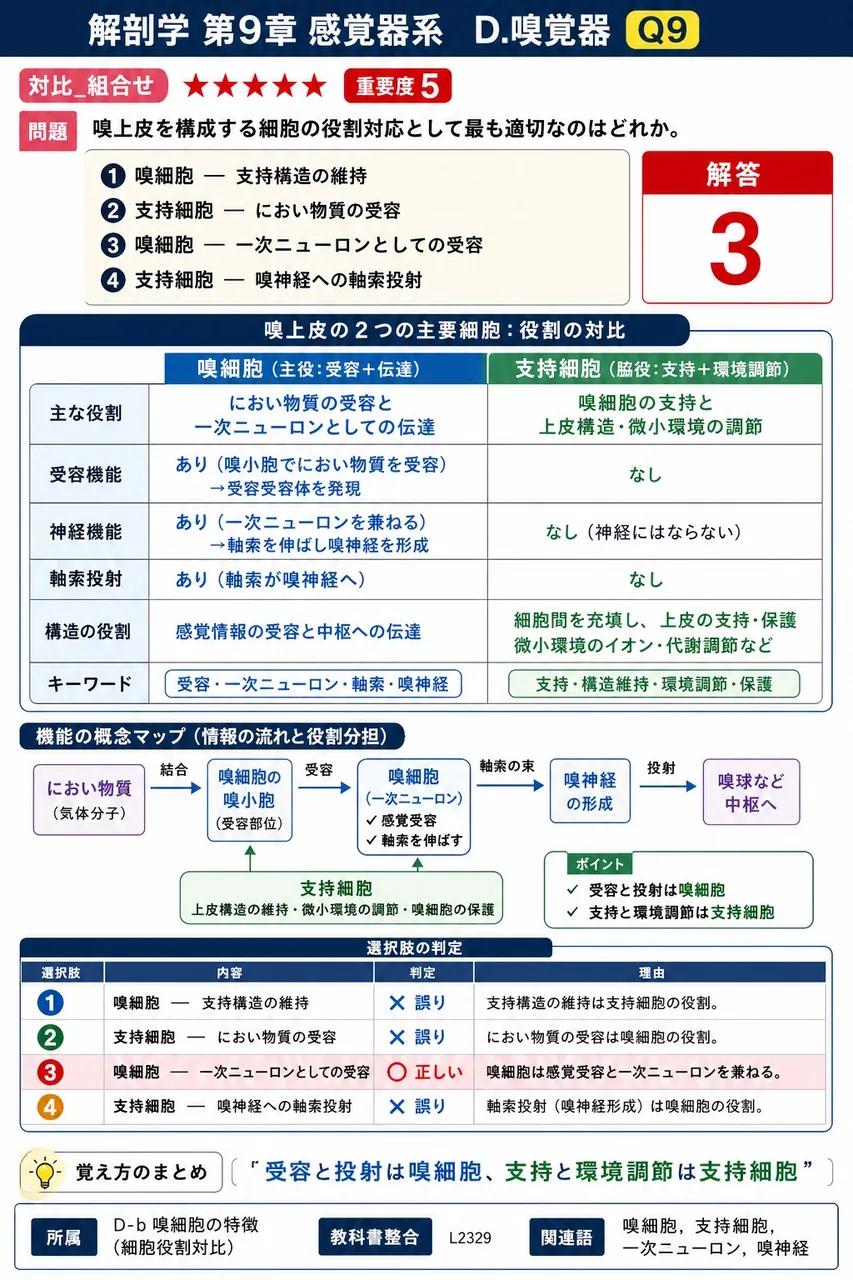 嗅上皮を構成する細胞の役割対応として最も適切なのはどれか。 解説図