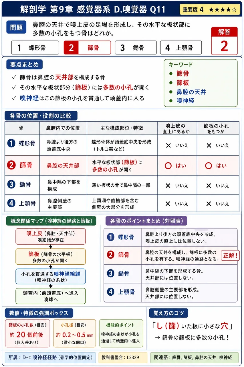 鼻腔の天井で嗅上皮の足場を形成し、その水平な板状部に多数の小孔をもつ骨はどれか。 解説図