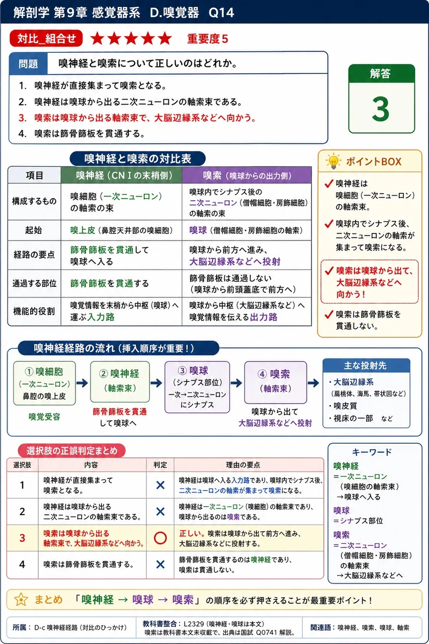 嗅神経と嗅索について正しいのはどれか。 解説図