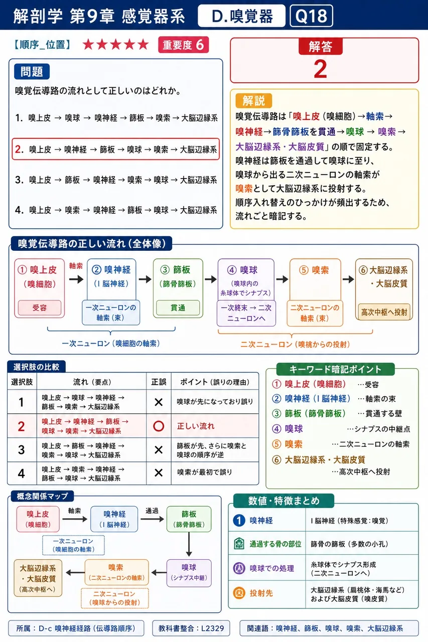 嗅覚伝導路の流れとして正しいのはどれか。 解説図