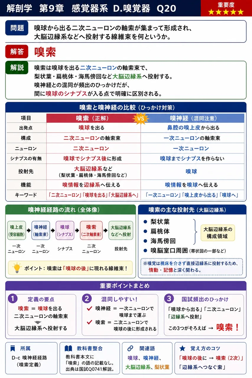 嗅球から出る二次ニューロンの軸索が集まって形成され、大脳辺縁系などへ投射する線維束を何というか。 解説図