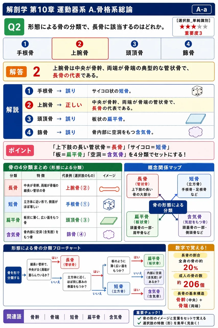 形態による骨の分類で、長骨に該当するのはどれか。 解説図