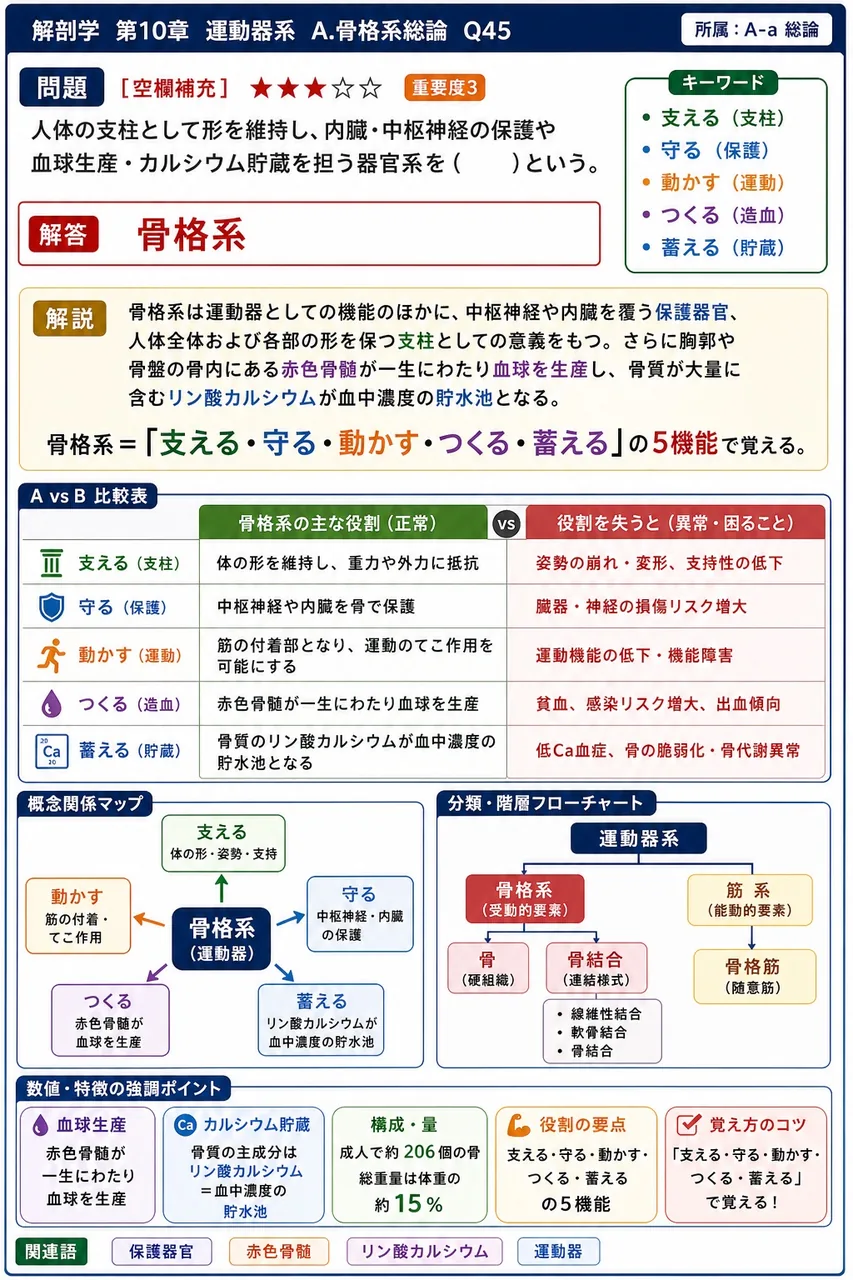 扁平骨では内外2枚の緻密質の間に挟まる海綿質を特に( )という。 解説図