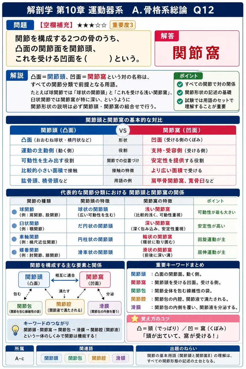 関節を構成する2つの骨のうち、凸面の関節面を関節頭、これを受ける凹面を( )という。 解説図
