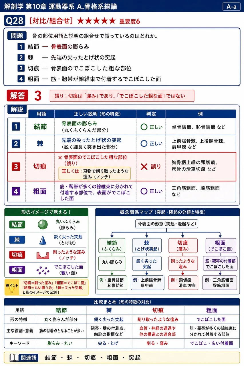 骨の部位用語と説明の組合せで誤っているのはどれか。 解説図
