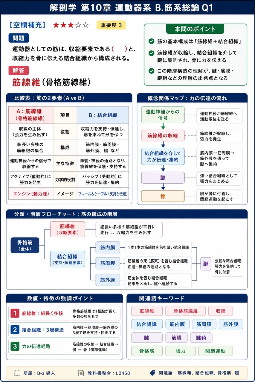 運動器としての筋は、収縮要素である( )と、収縮力を骨に伝える結合組織から構成される。 解説図
